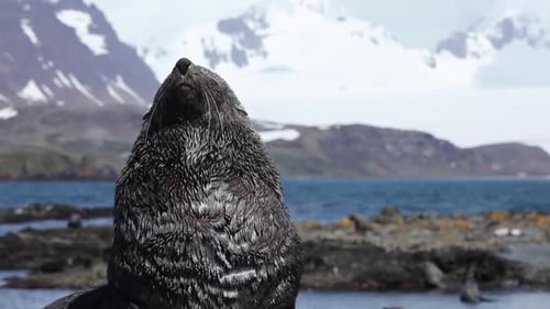 Fur Seal on South Georgia Isaland