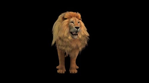 Lion Idle 2
