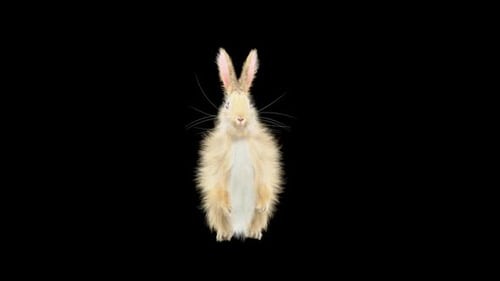 Hase: Tanzen HD