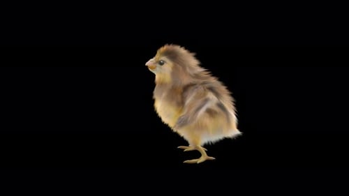 Fluffy Baby Chick Rotating Realistic 3D Render