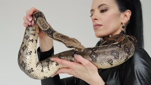 Images en gros plan de la tête du serpent sur les mains d'une femme