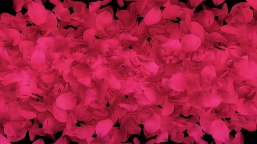 Übergang zu Rosenblättern