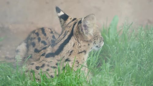 Serval Leptailurus Serval, chat sauvage africain. Portrait en gros plan.