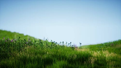 Field of Green Fresh Grass Under Blue Sky