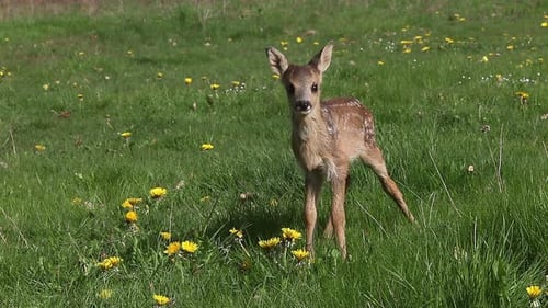 975058 Roe Deer, capreolus capreolus, Fawn in Blooming Meadow, Normandy, Real Time