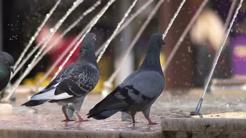 Pigeons Drinking Water In Fountain