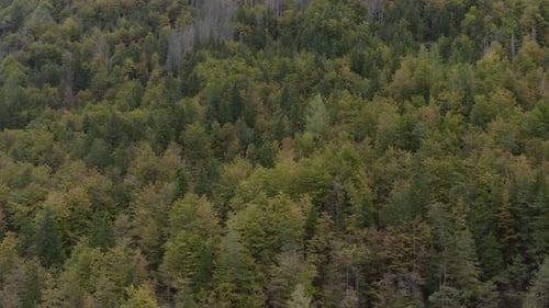 View above pine forest treetops