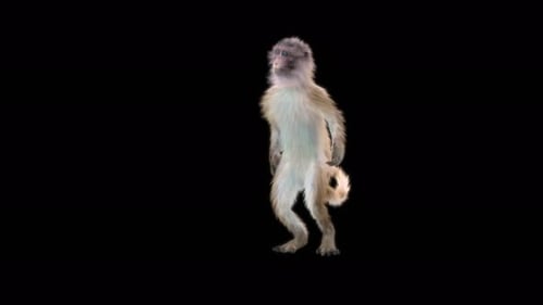 Monkey Dance 4K