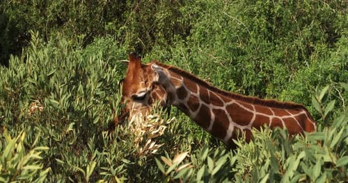 Netzgiraffe, Giraffa camelopardalis reticulata, Blätter fressen für Erwachsene, Samburu-Park in Kenia