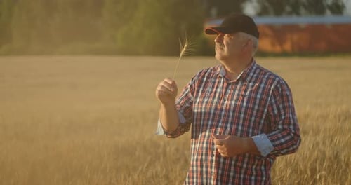 Close Up of Senior Adult Farmer Holding a Spikelet with a Brush of Wheat or Rye in His Hands