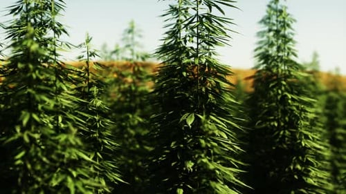 Green Canabis on Marihuana Field Farm