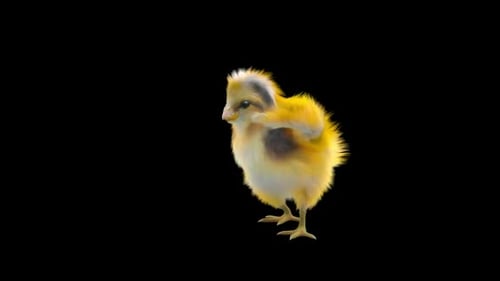 Cute Animated Baby Chick Looking Around on Alpha Channel