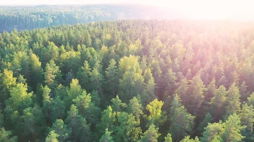 Sommerlicher Wald
