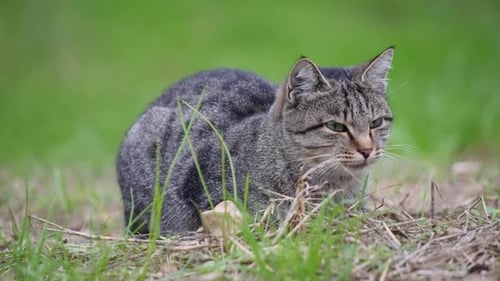 Tabby cat with green eyes, close-up