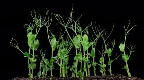 Pea Plants Growing in Time Lapse