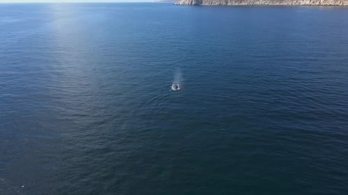 Ballenas jorobadas en el océano
