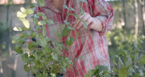Women hands refreshing leaves in the vegetable garden