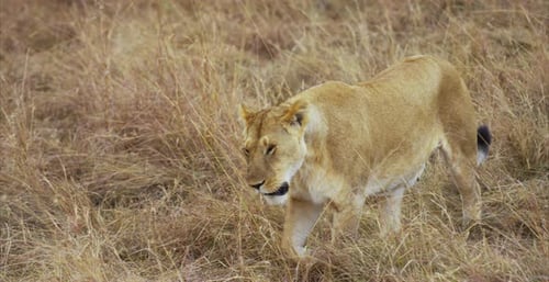 Female lion walking