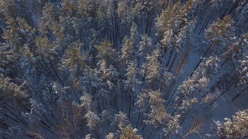 A Lot of Snow in Forest. Flight Over Snowy Peaks in Spruce
