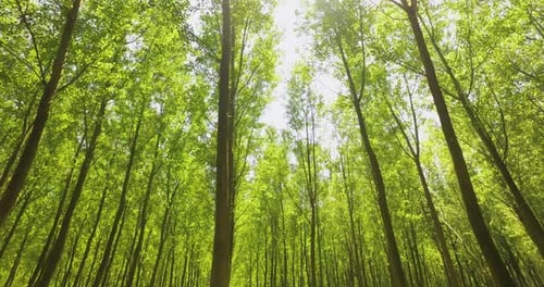 Panning Through a Green Forest Looking Straight Up Into the Branches