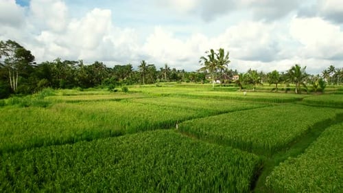 aerial over tropical green rice field terrace in Bali Indonesia with coconut trees at sunset