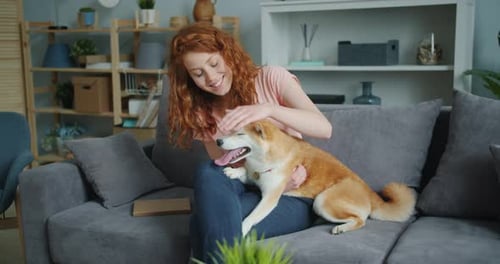 Woman Pets Shiba Inu Dog on Sofa