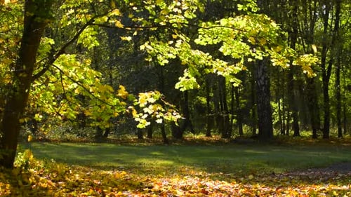 Autumn & Park