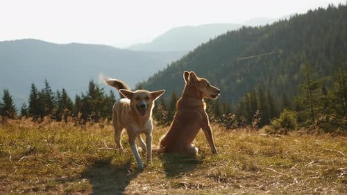 Two Funny Redhead Dogs Are Fooling Around in Nature