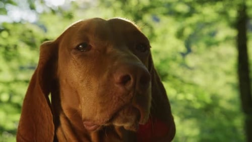 Close up view of a dog
