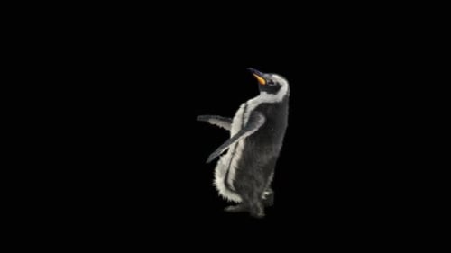 Penguin Dancing HD