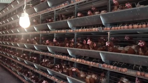 Factory Chicken egg production. Red chickens are seated in special cages. Linear perspective.