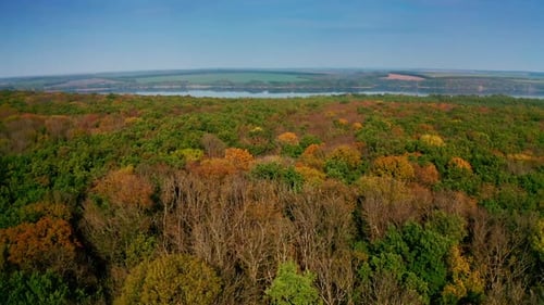 Forest at fall on river background.