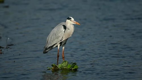 Grey Heron Standing In Shallow Water