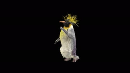 Penguin Dancing 4K