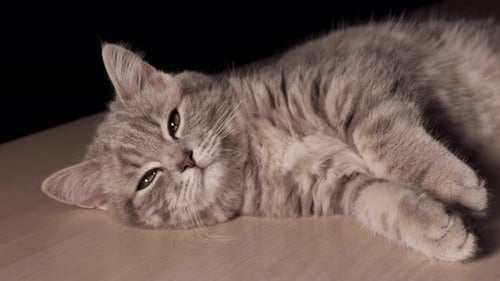 Sleepy Kitten Wakes Up