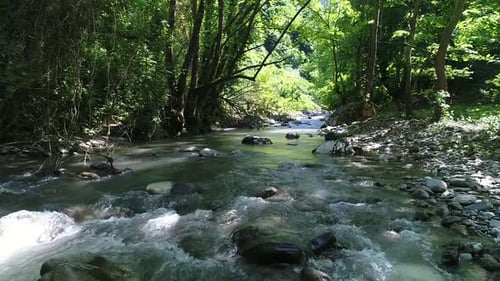 Stream flowing under trees.