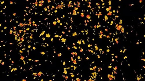 Maple Leaves Explosion 4K