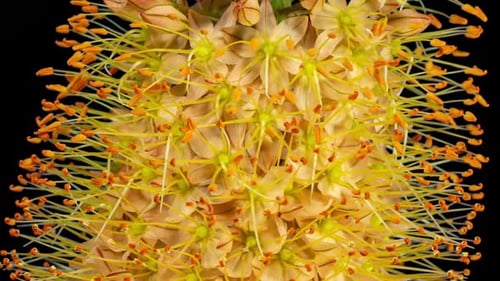 Fleur d'oranger Eremurus fleurissant en Lap de temps sur fond noir. Sétail Lily ou Eremurus