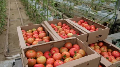 Ripe Red Tomatoes Freshly Harvested in a Greenhouse