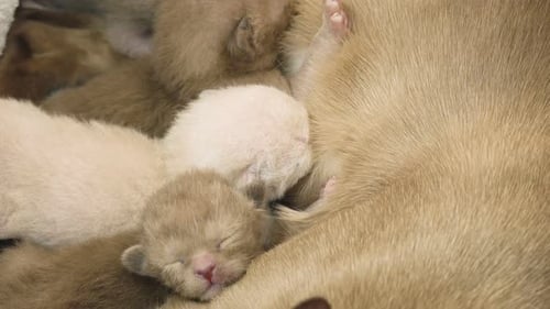 Tiny Kittens Nursing from their Mother, Close Up