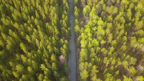 Voiture sur la route forestière d'en haut