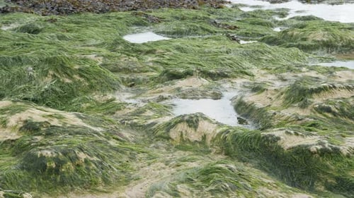 Green Algae on the coastline after water tide slow tilt 4K 2160p 30fps UltraHD footage - Ocean beach