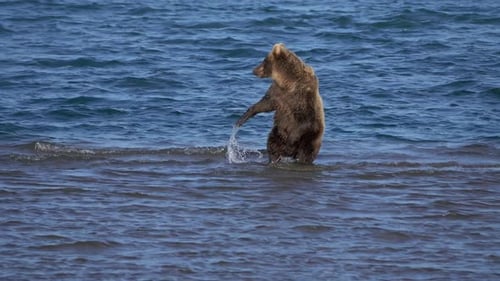 Brown Bear in River