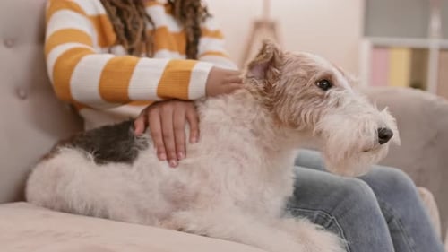 Lindo perro con dueño en edad escolar