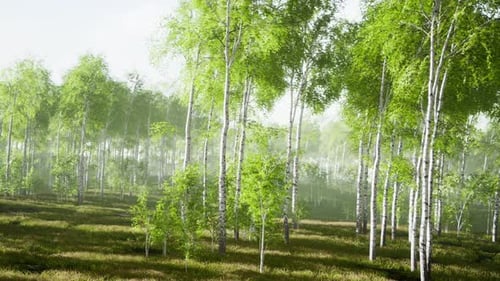Summery Birch Grove During a Foggy Sunrise