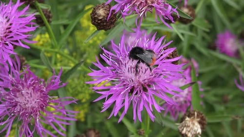 Bumble bee collecting pollen on pink flower.