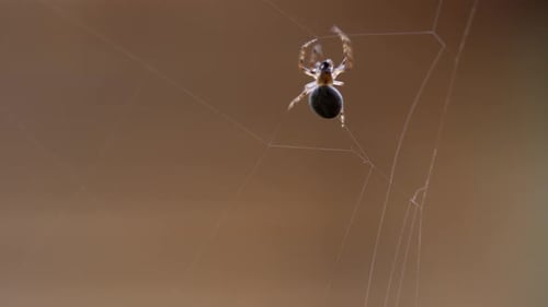 Spider Dangling From Web