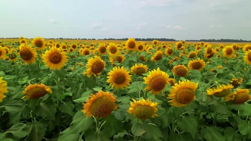 Drone Extremly Close Flies to Young Sunflowers on a Large Sunflower Field in Summer