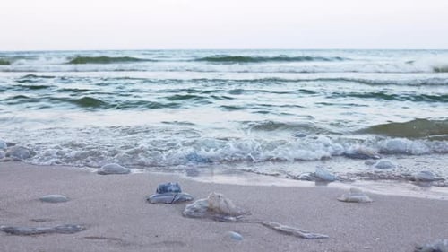 Água-viva morta deitada em uma costa arenosa assinada pela água no mar de Azov