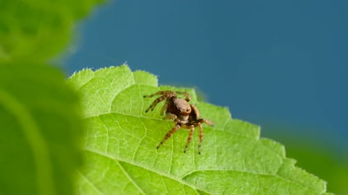 Adorable Jumping Spider Walking And Looking Curious on Green Leaf